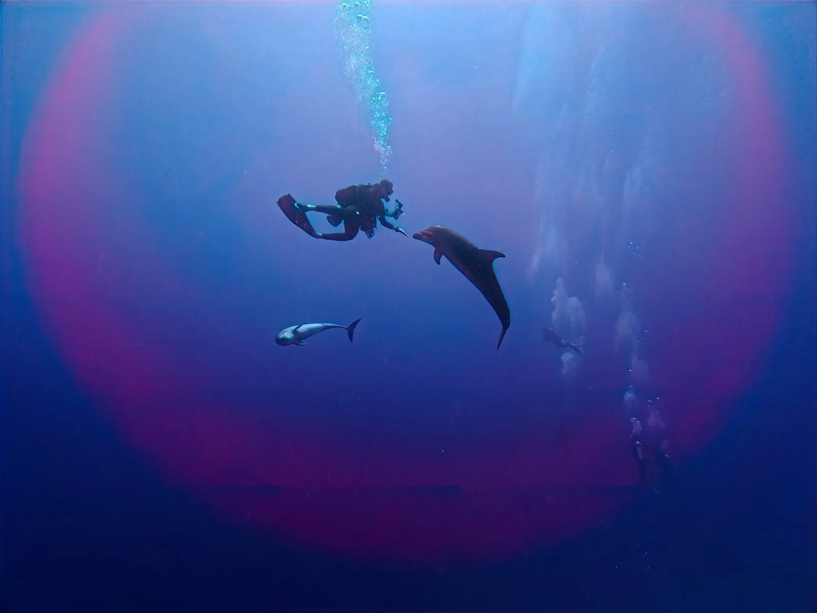 Plongeurs et dauphins dans le bleu de la passe