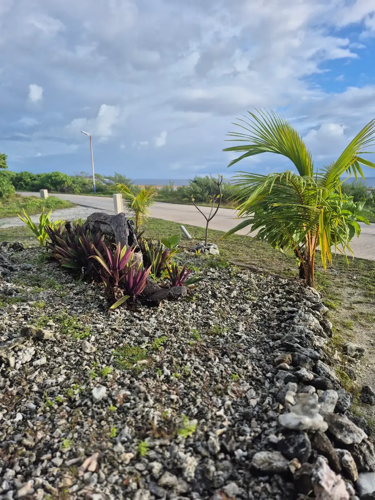 Le jardin et ses plantes pourpres