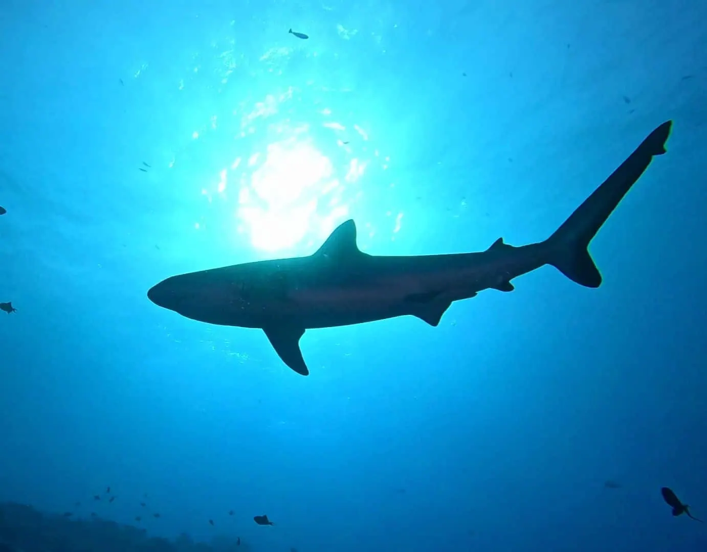 Requin gris dans le bleu de la passe de Tiputa