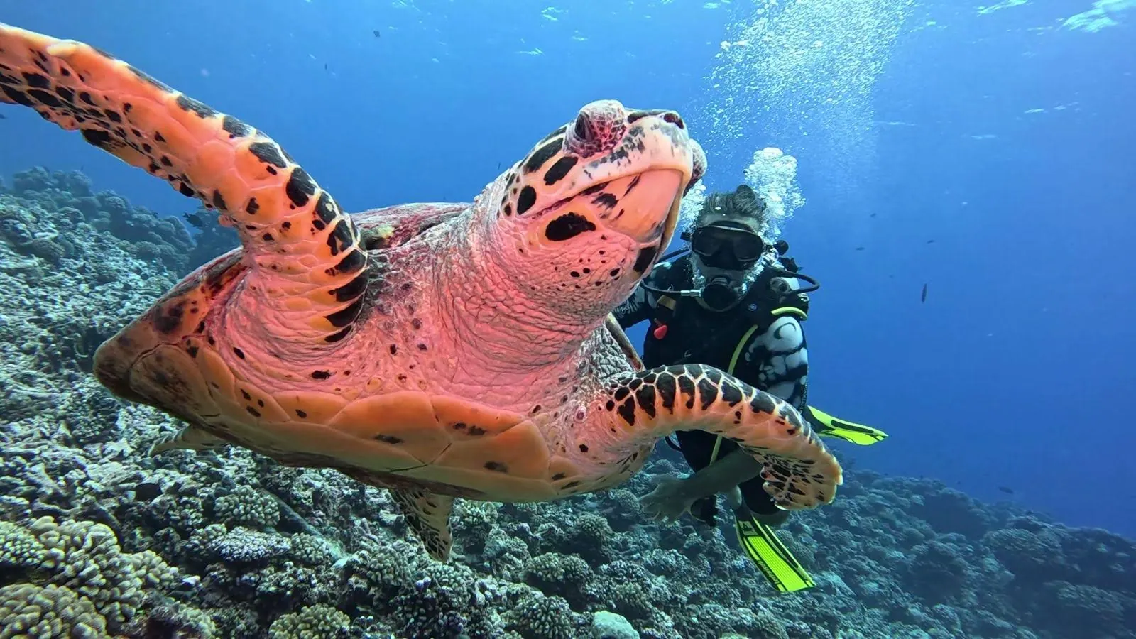 Tortue imbriquée et plongeur sur le récif de Rangiroa